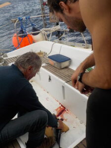 Bonite 1 -> mi cuit alla Louis