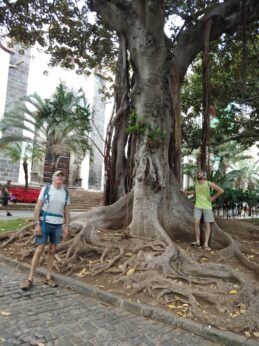 Arbres marrants qui laissent tomber des racines du haut