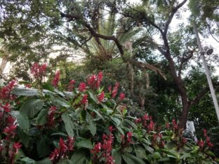 Le parc de Santa Cruz