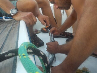 Un petit barracuda pêché au large