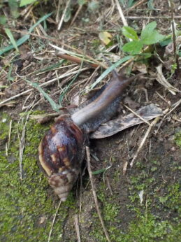 Ici: escargots pointus