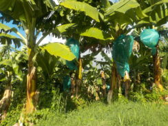 Bananes en maturation