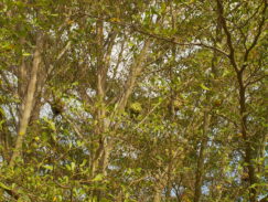 Colonie de tisserands criards