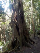 Un arbre en a étouffé un autre