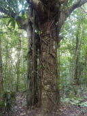 En cours d'étranglement?