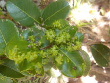 feuilles bizaroïdes