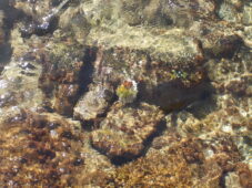 oursin aux couleurs de la jamaïque