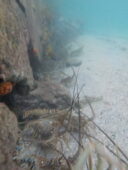 langoustes au ras de l'eau