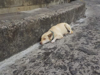 chien probablement d'origine Corse