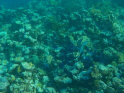 escouade défonceuse de coraux